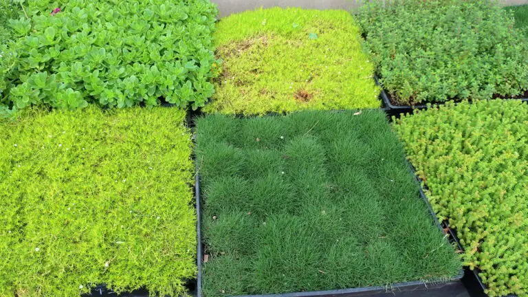 Zoysia Grass: Flourishing in the Warmth of Garden Enthusiasts’ Delight