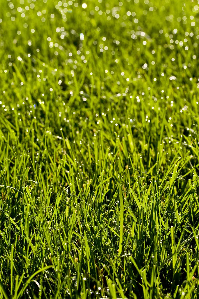 Bermuda Grass: Thriving in the Warm Embrace of Garden Enthusiasts
