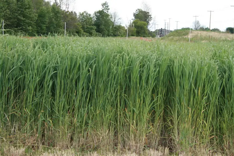 Switchgrass: Harnessing the Warmth of Nature in Garden Enthusiasts’ Haven