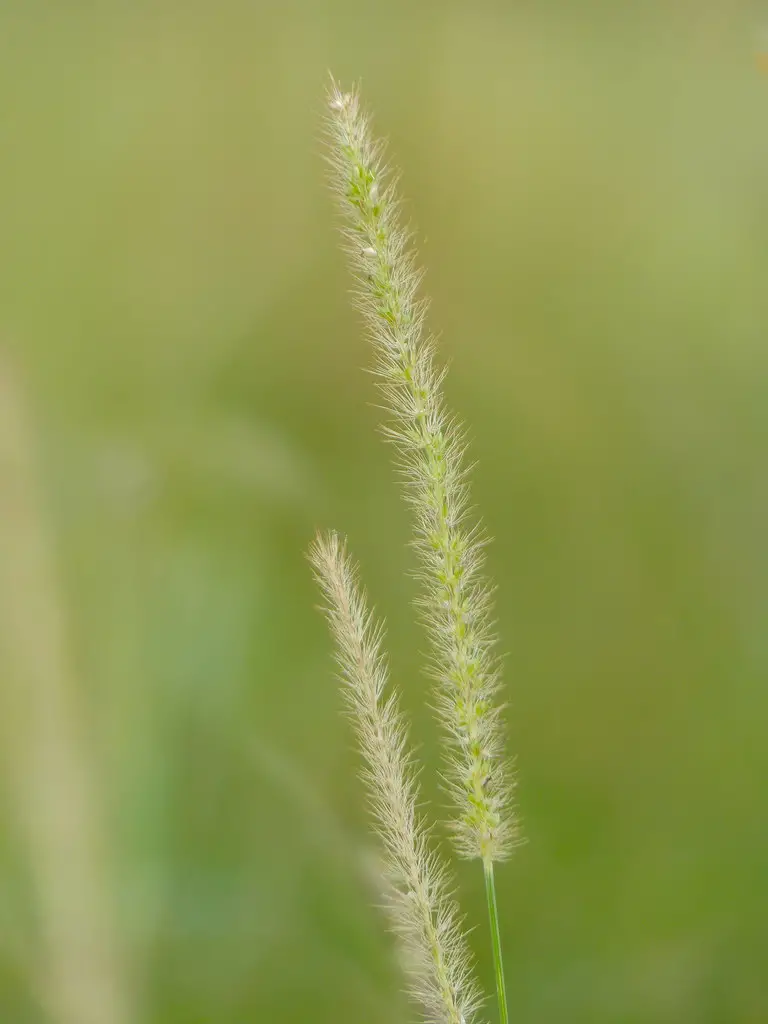 Buffelgrass: A Hardy and Versatile Addition to Garden Enthusiasts’ Repertoire
