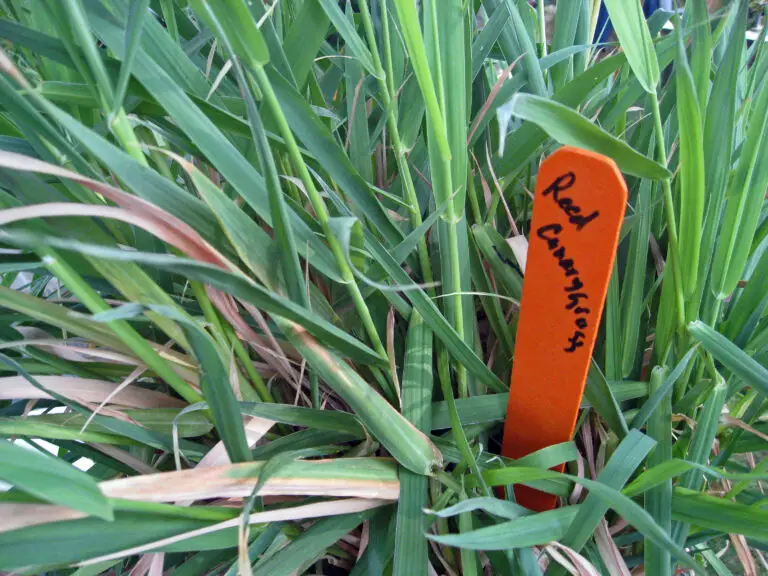 Reed Canarygrass: A Stalwart Presence in Cool-Season Gardens